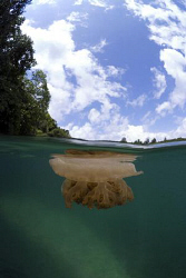 Non-Stinging jellyfish in lake Kakaban by Erika Antoniazzo 